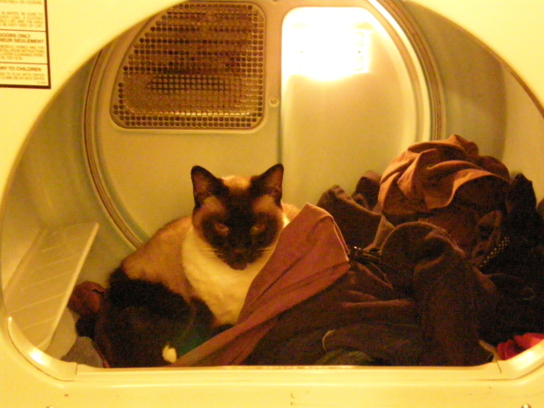 gus-in-the-dryer