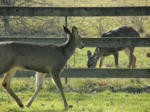 deer-in-the-back-yard