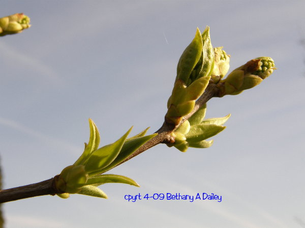 Rule of Thirds...before