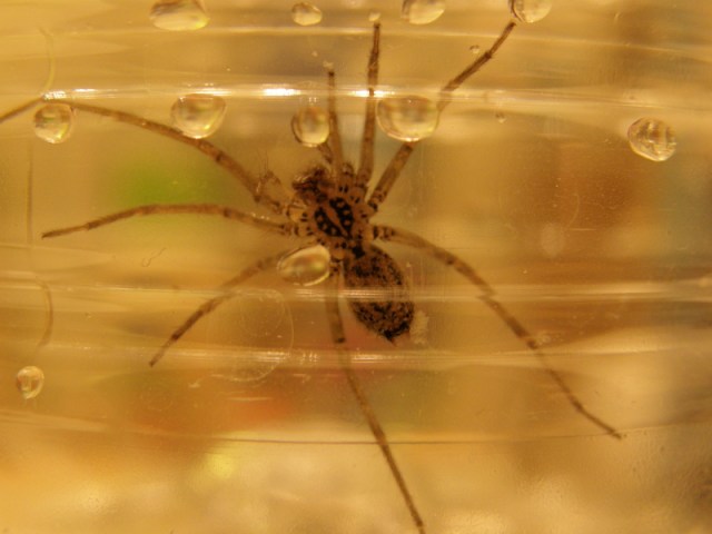 Spider...bottom splayed out