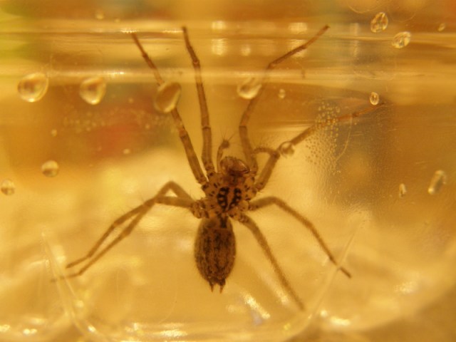 Spider...bottom very clear Spider...bottom very clear