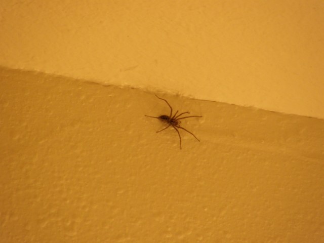 Spider...from distance