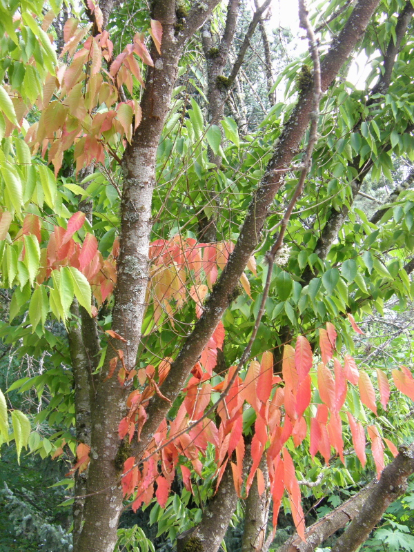 First Flash of Fall~